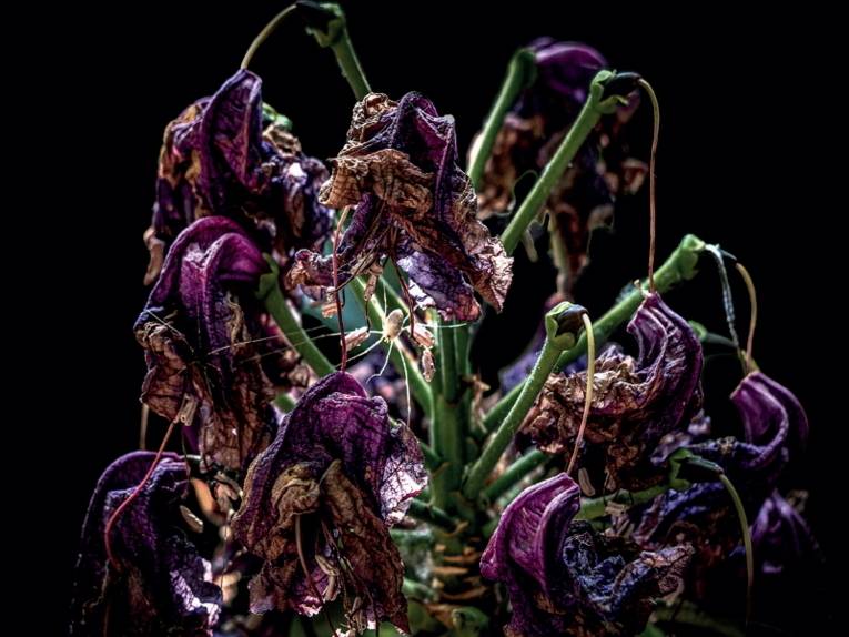 Fotoausstellung larom